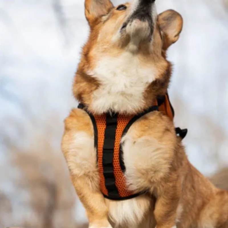 K9 Sport, Walk-On with Harness & Storage [Backpack]